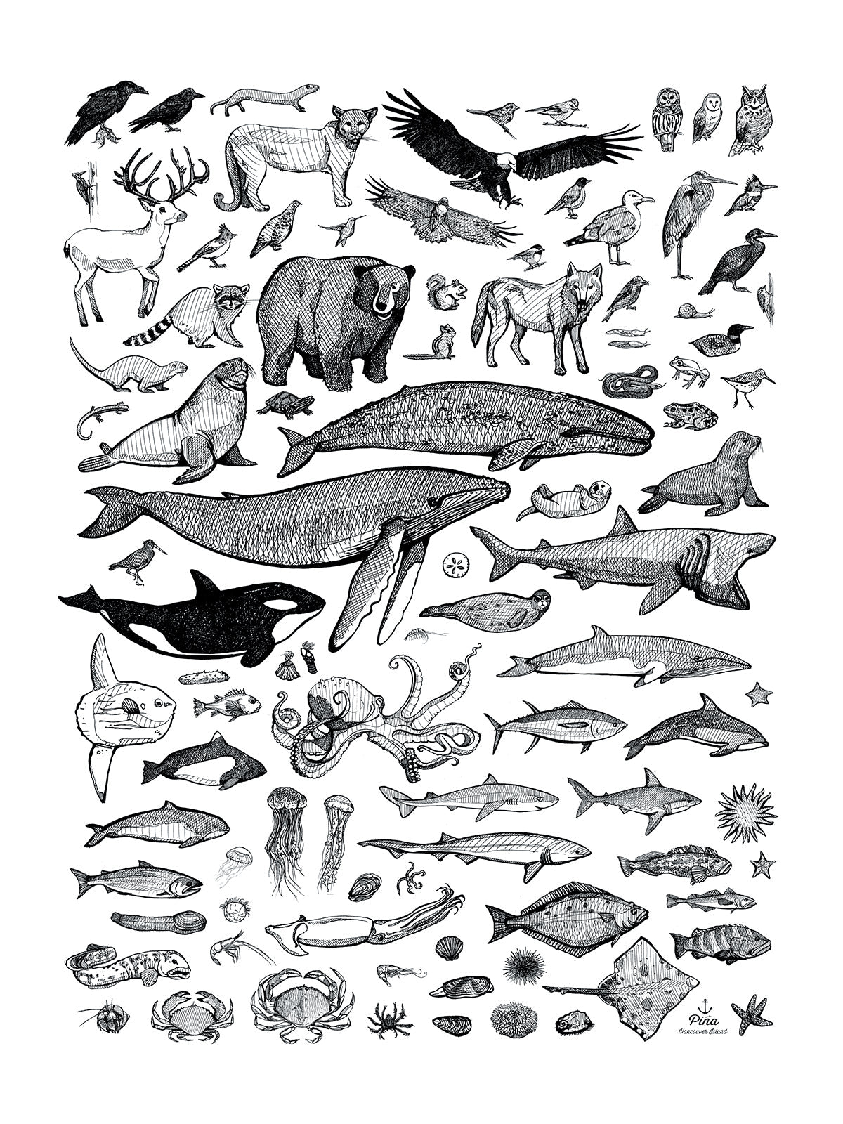 Species of Ucluelet Design