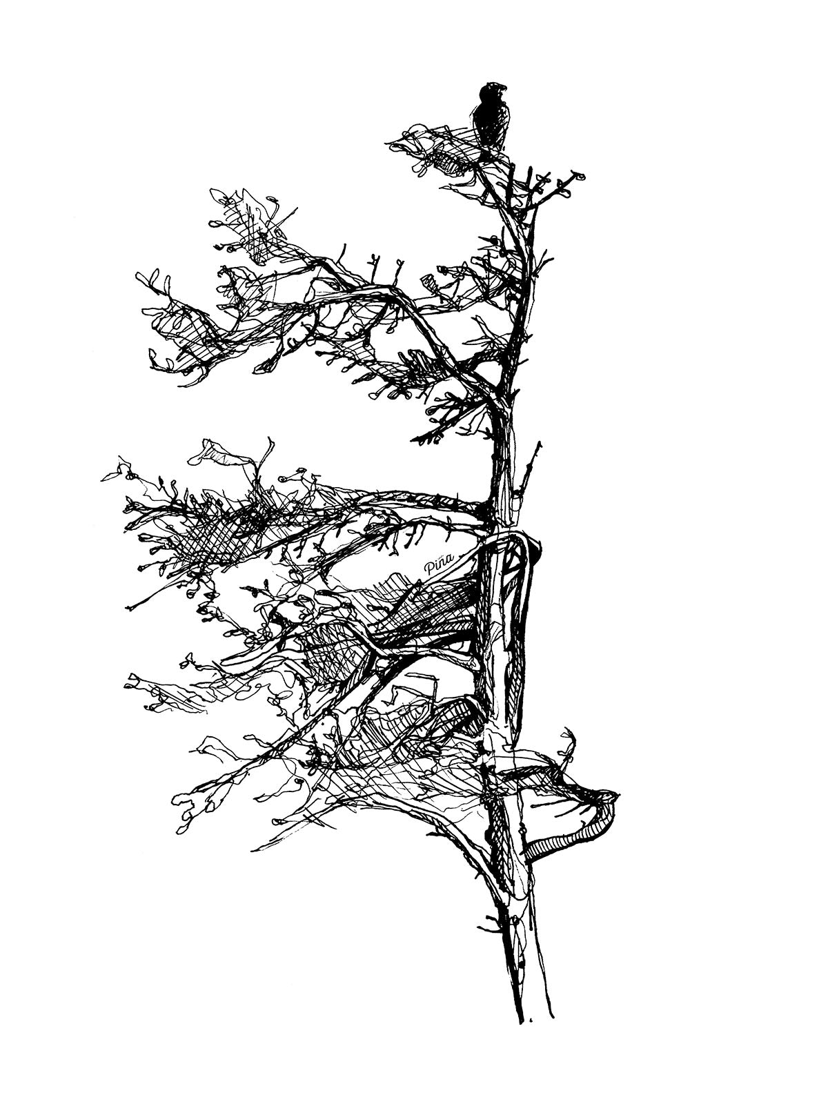 Spruce Tree Bird