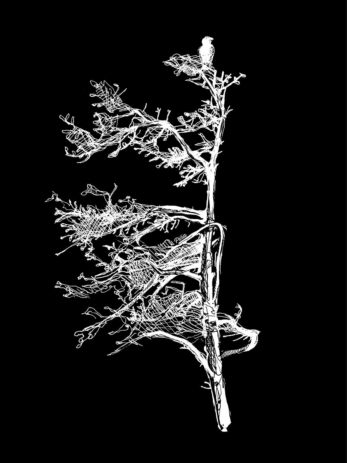 Spruce Tree Bird