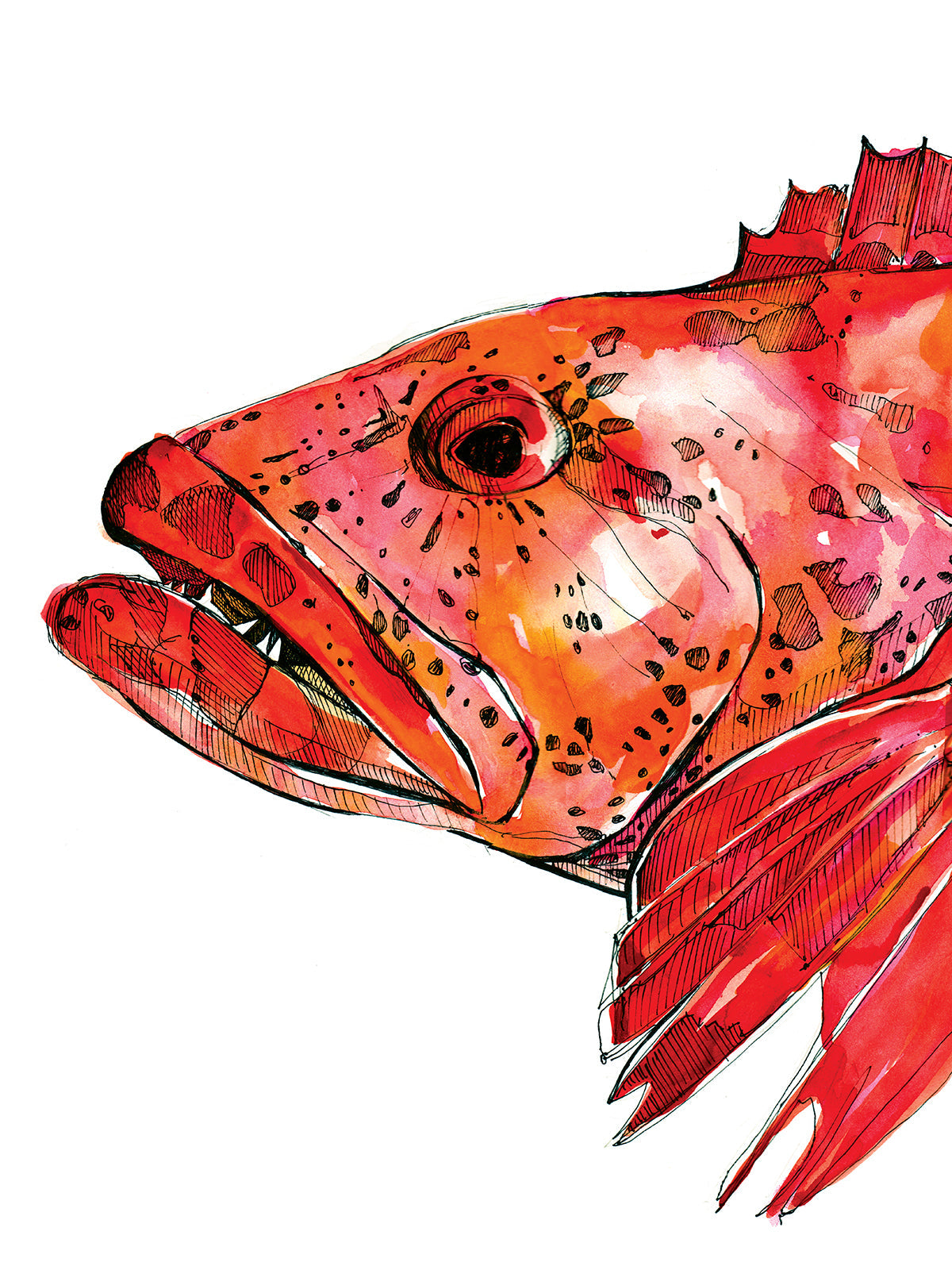 Lingcod Design