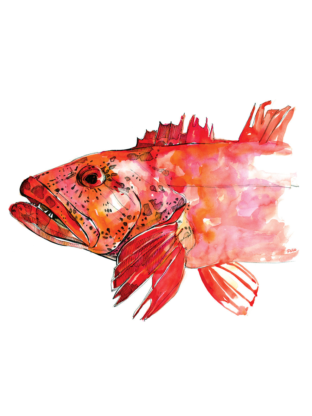 Lingcod Design